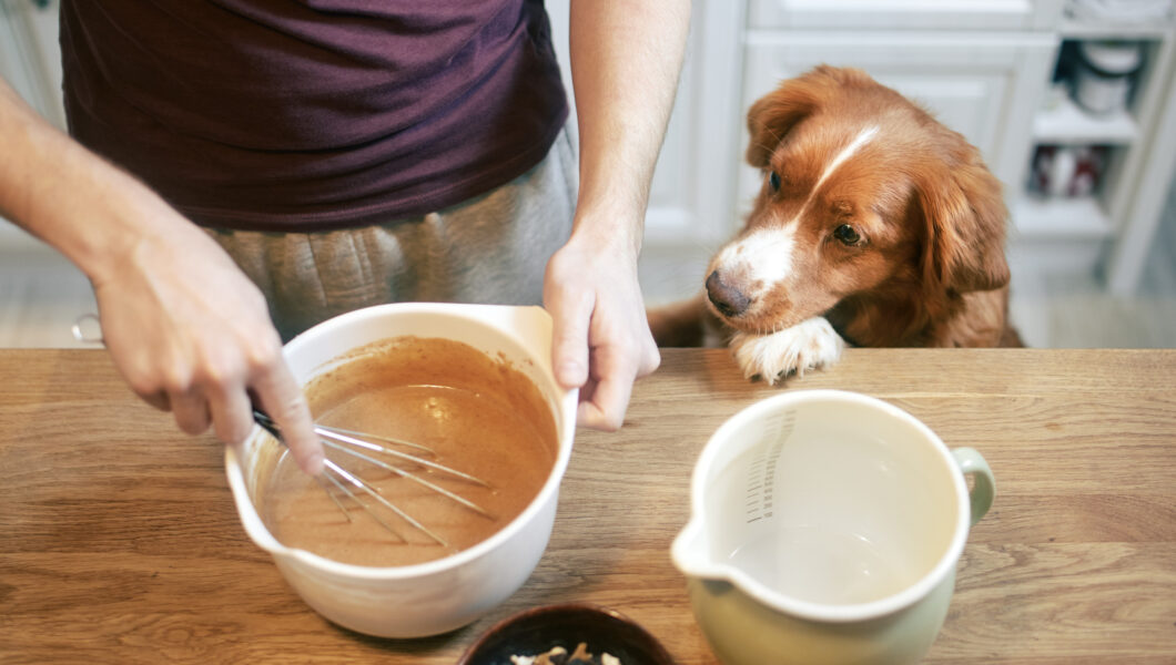 homemade dog food recipes