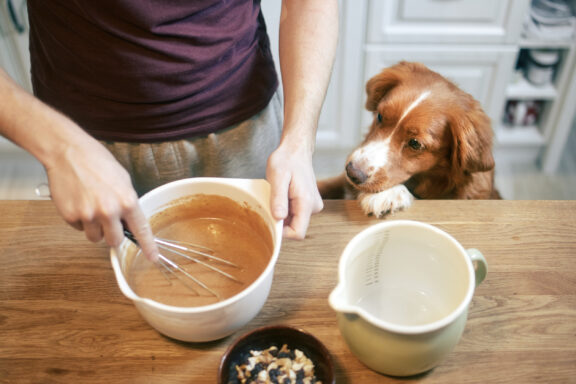 homemade dog food recipes