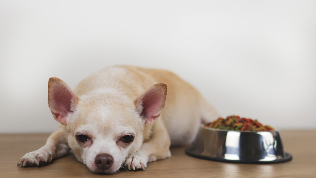 best dog food for sensitive stomach