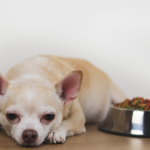 best dog food for sensitive stomach