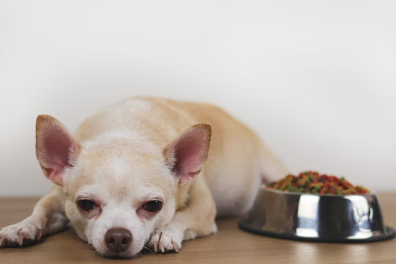 best dog food for sensitive stomach