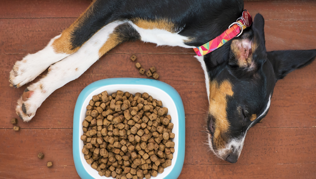 best dog food brands