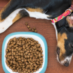 best dog food brands