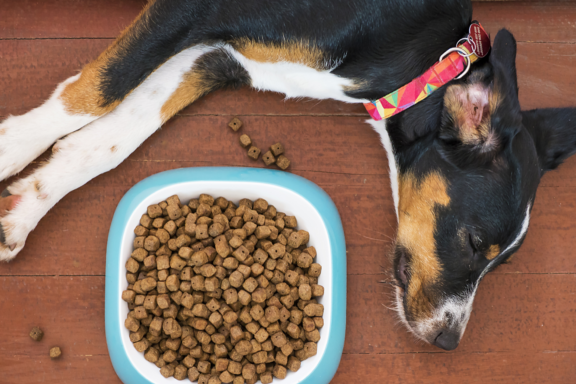 best dog food brands