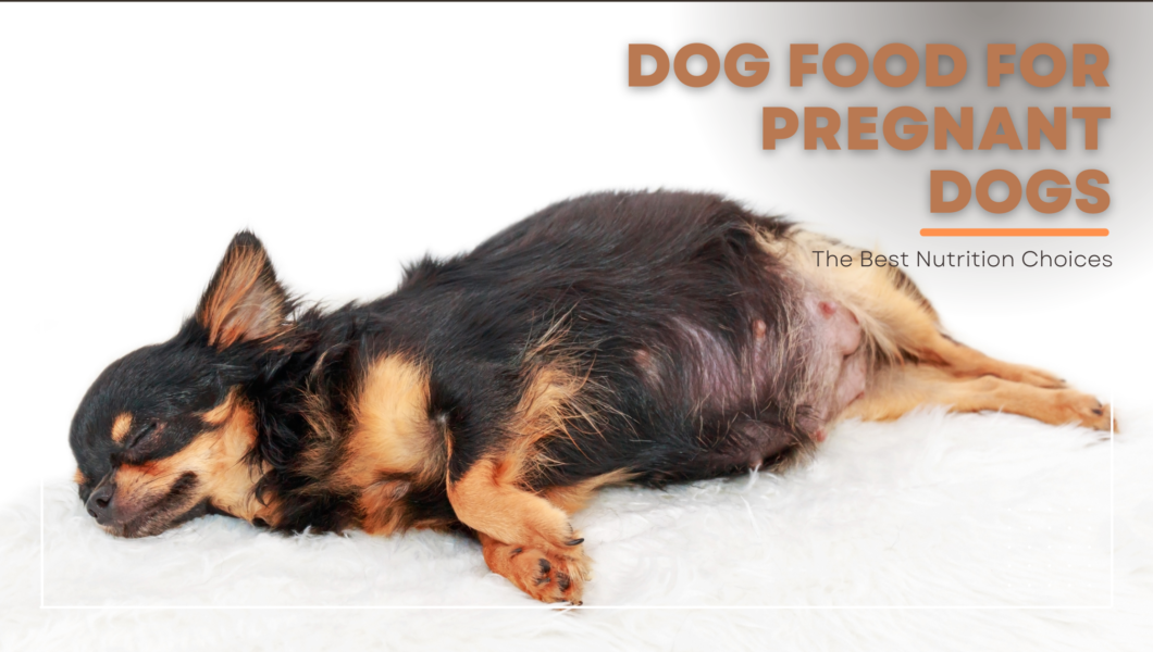 best dog food for pregnant dogs