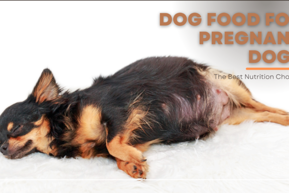 best dog food for pregnant dogs