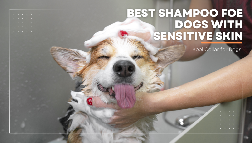 Best Shampoo foe dogs with sensitive skin