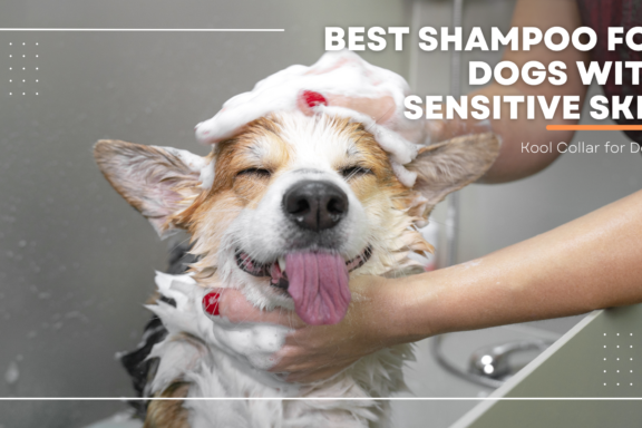 Best Shampoo foe dogs with sensitive skin