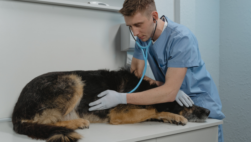 low blood sugar in dogs