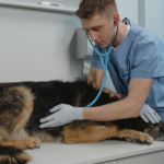 low blood sugar in dogs