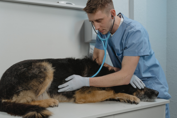 low blood sugar in dogs