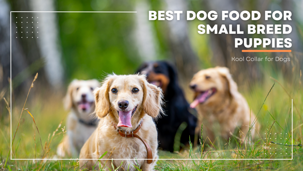 Best Dog Food for Small Breed Puppies