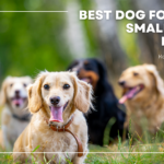 Best Dog Food for Small Breed Puppies