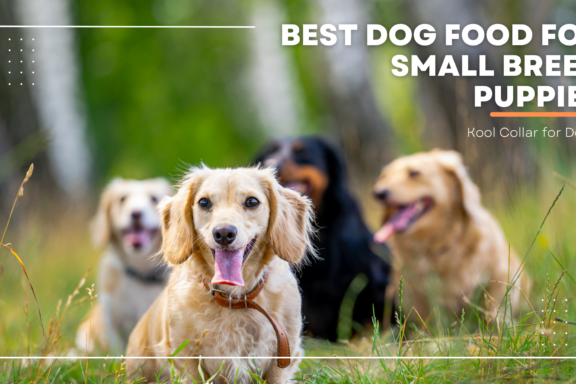 Best Dog Food for Small Breed Puppies