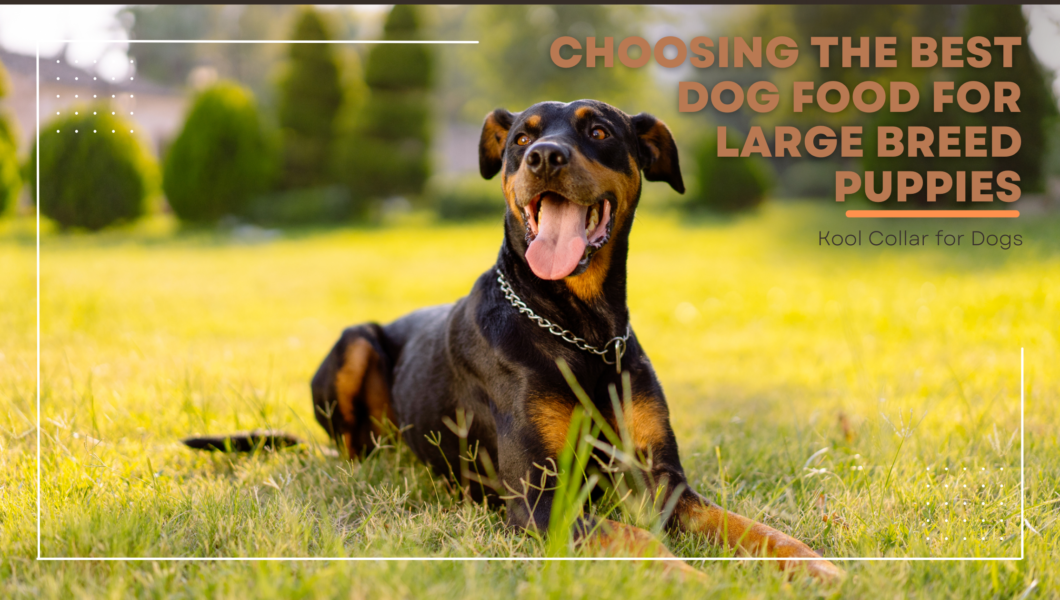 Choosing the Best Dog Food for Large Breed Puppies