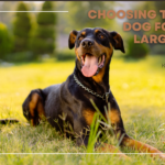 Choosing the Best Dog Food for Large Breed Puppies