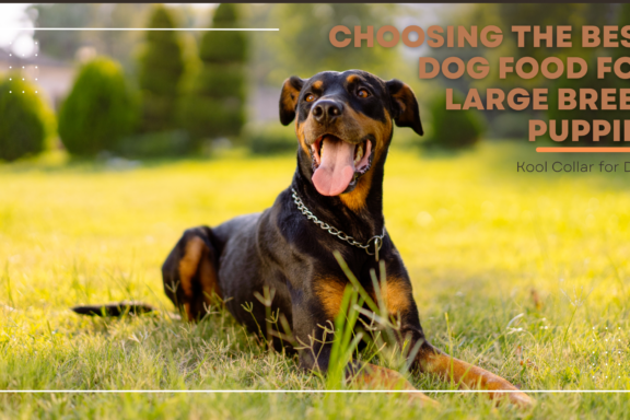 Choosing the Best Dog Food for Large Breed Puppies