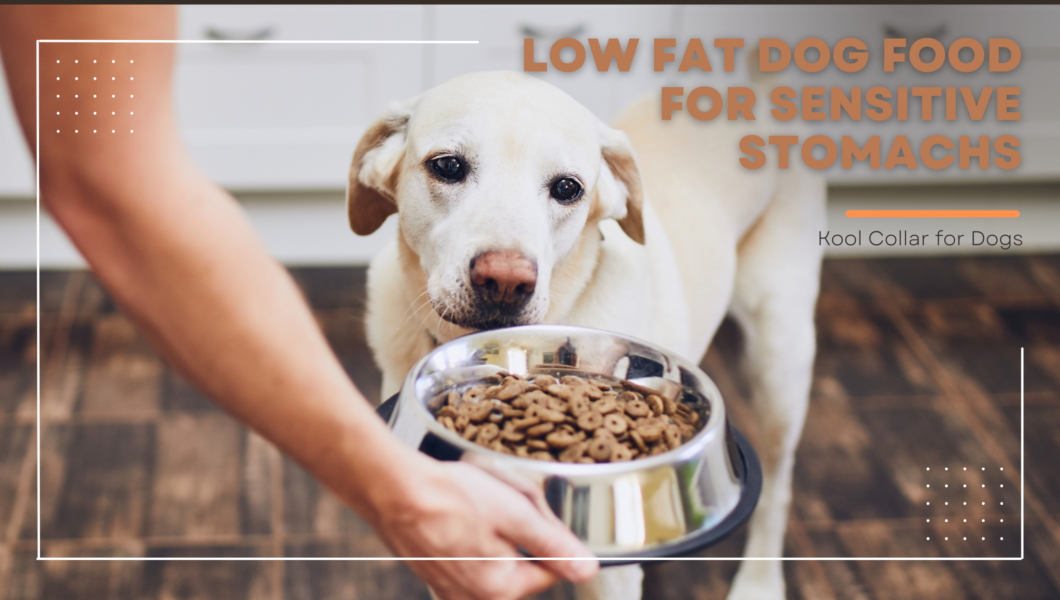 Low Fat Dog Food for Sensitive Stomachs