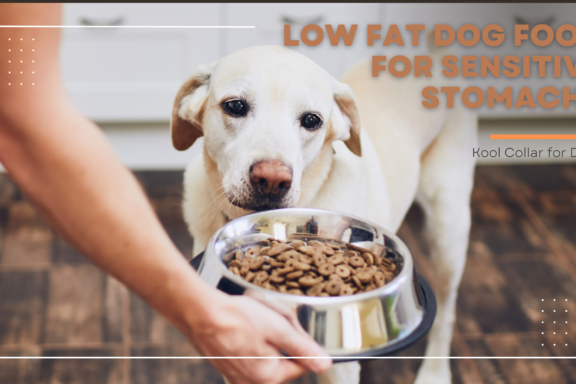 Low Fat Dog Food for Sensitive Stomachs