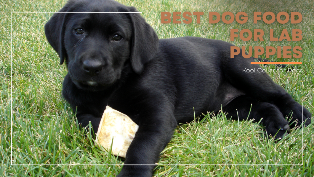 best dog food for lab puppies