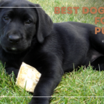 best dog food for lab puppies