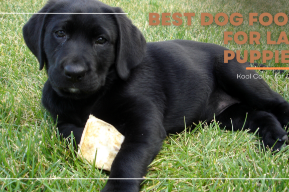 best dog food for lab puppies