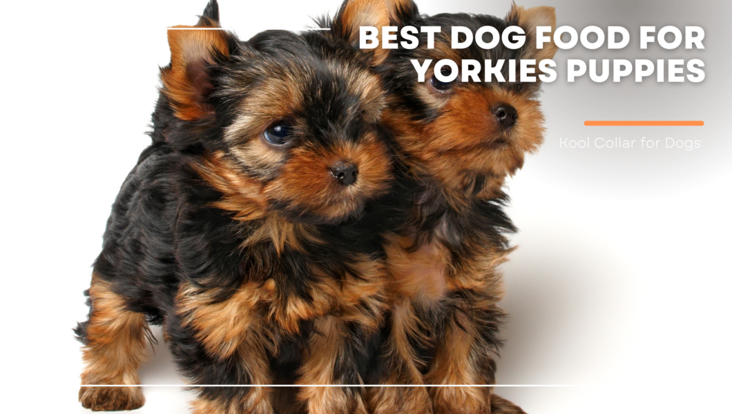 best dog food for yorkies puppies