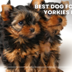 best dog food for yorkies puppies