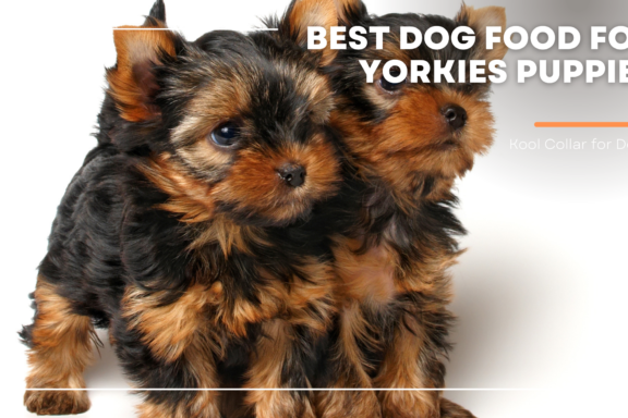 best dog food for yorkies puppies