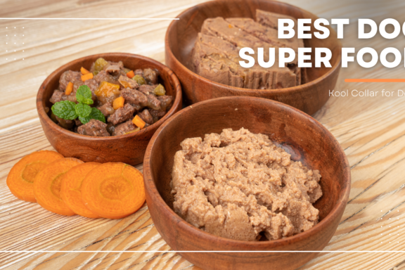 best dog superfood