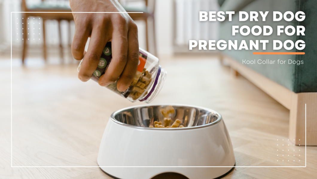 best dry dog food for pregnant dog