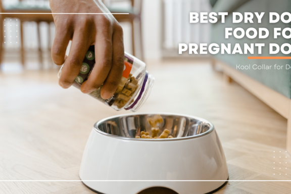 best dry dog food for pregnant dog