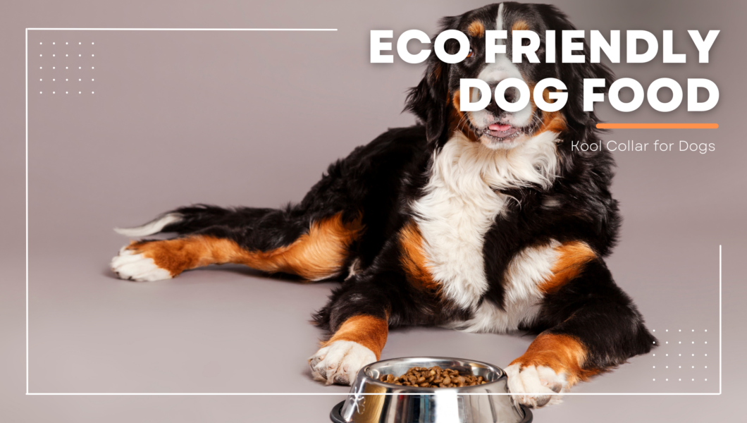 eco friendly dog food