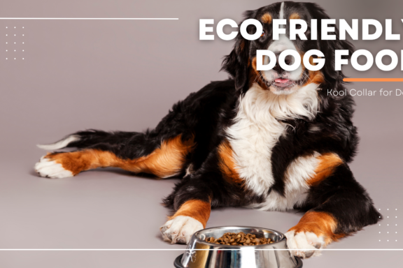 eco friendly dog food