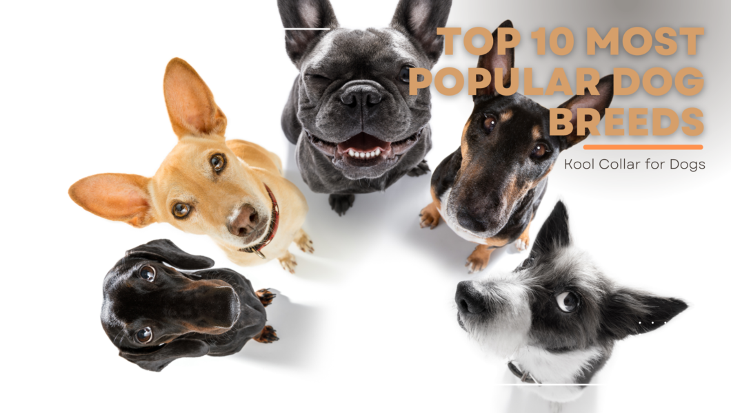 top 10 most popular dog breed 2024