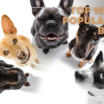 top 10 most popular dog breed 2024