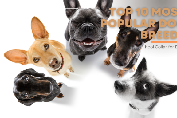 top 10 most popular dog breed 2024