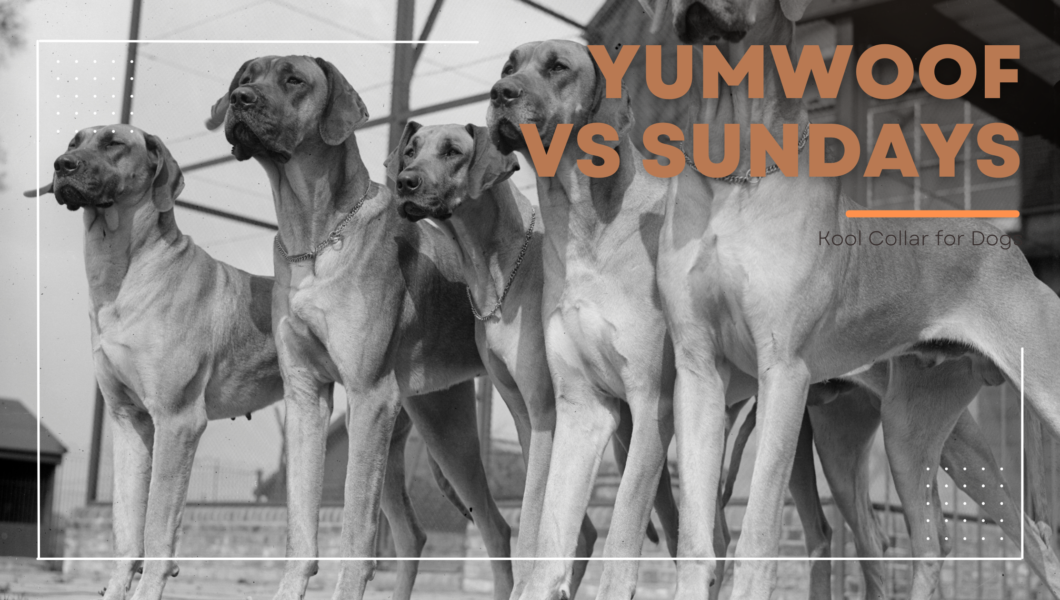 yumwoof vs sundays