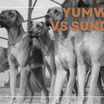 yumwoof vs sundays