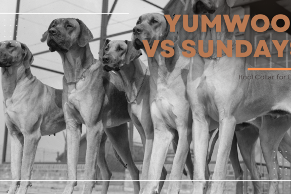 yumwoof vs sundays